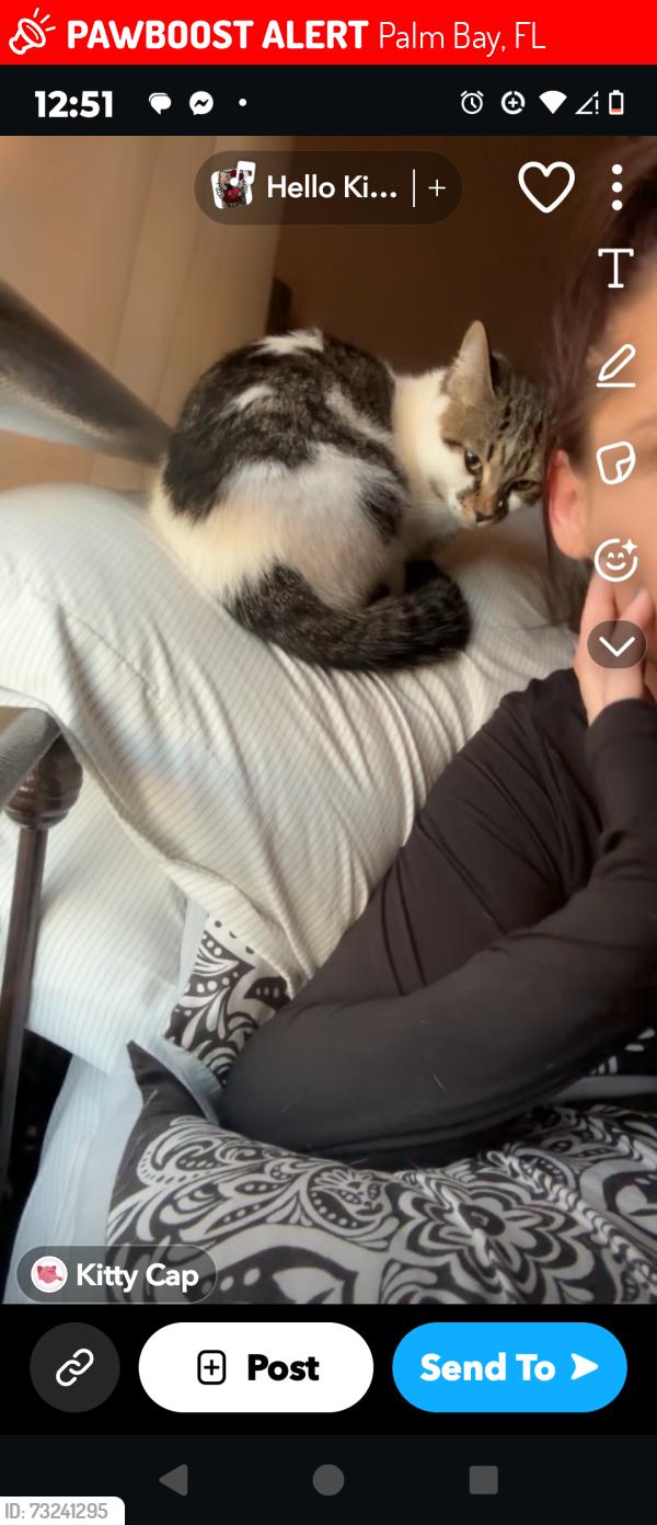 Lost Female Cat last seen Veterans park, Palm Bay, FL 32905