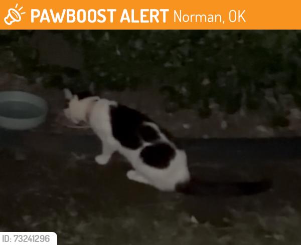 Found/Stray Unknown Cat last seen Post oak apmts, Norman, OK 73072