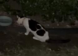Found/Stray Unknown Cat last seen Post oak apmts, Norman, OK 73072