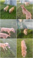 Reunited Female Dog last seen Oklahoma street, Johnson County, TX 76058