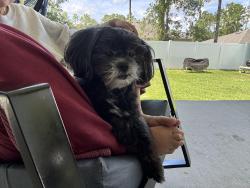Lost Male Dog last seen 132nd st, Ocala, FL 34473