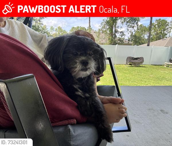 Lost Male Dog last seen 132nd st, Ocala, FL 34473