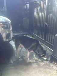 Reunited Unknown Dog last seen E 21th st, Oakland, CA 94601