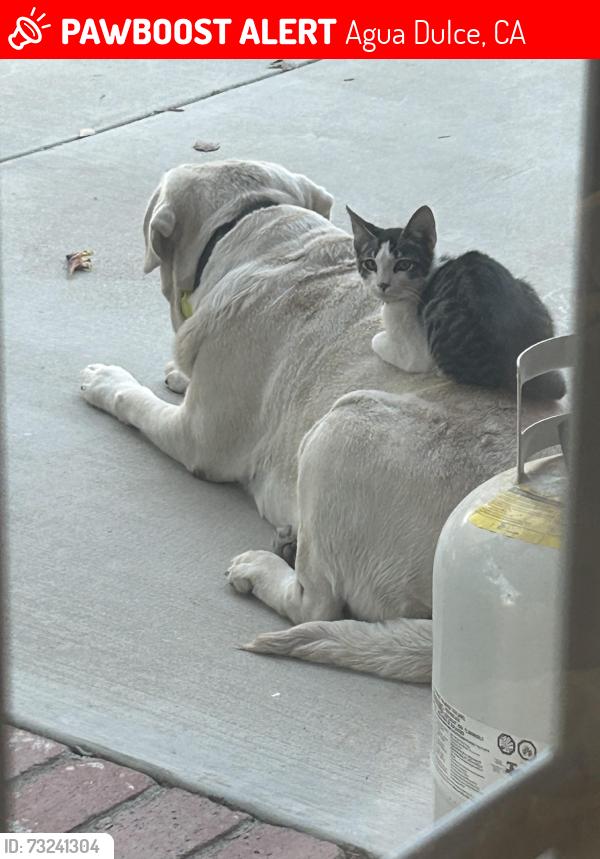 Lost Male Cat last seen Sierra highway, Agua Dulce, CA 91390