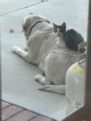 Lost Male Cat last seen Sierra highway, Agua Dulce, CA 91390