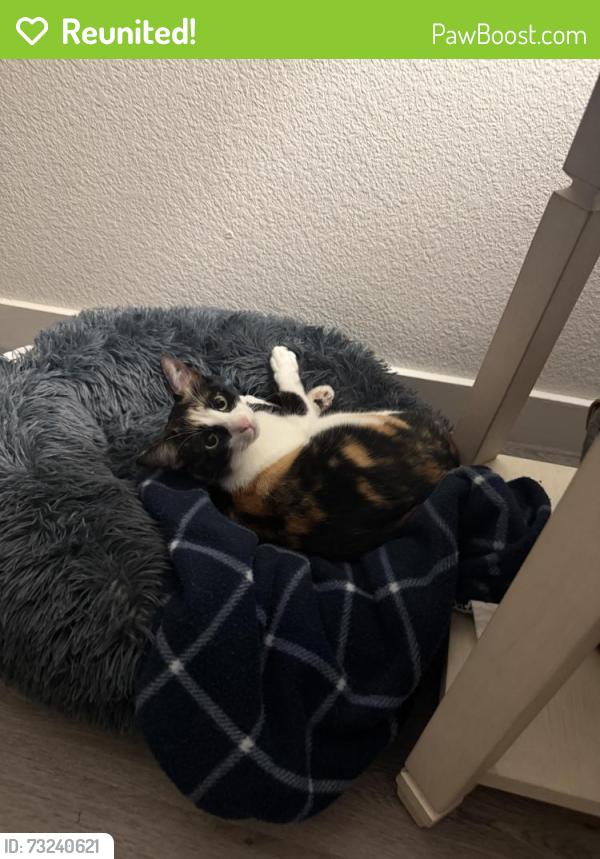 Reunited Female Cat last seen Westbrook blvd and blue oaks blvd, Roseville, CA 95747