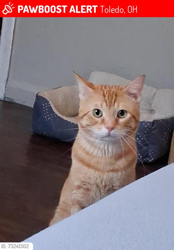Lost Male Cat last seen Toledo, Ohio Westmoreland, Toledo, OH 43607
