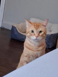 Lost Male Cat last seen Toledo, Ohio Westmoreland, Toledo, OH 43607