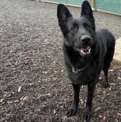 Reunited Male Dog last seen 112th and Vickery, Tacoma, WA 98446