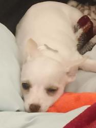 Reunited Female Dog last seen Midway, Laramore, Page, Hayworth, Port Charlotte, FL 33952