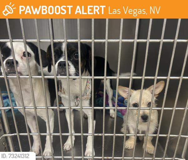 Found/Stray Unknown Dog last seen Boulder and nellis, Las Vegas, NV 89121