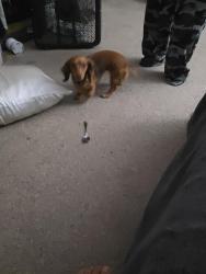 Reunited Female Dog last seen Strimple ave, minerva ave, kilbourn ave 43229, Columbus, OH 43229
