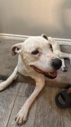 Reunited Unknown Dog last seen Misty Breeze Dr, Fort Worth, TX 76179, USA, Fort Worth, TX 76179