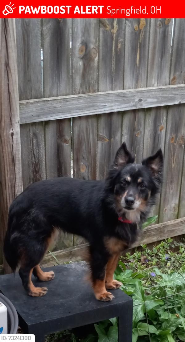 Lost Female Dog last seen Close to Wittenberg University, Springfield, OH 45505