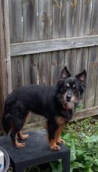 Lost Female Dog last seen Close to Wittenberg University, Springfield, OH 45505