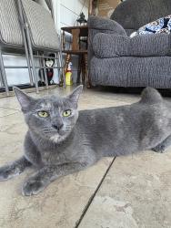 Found/Stray Female Cat last seen Silverbrook place, San Antonio, TX 78254