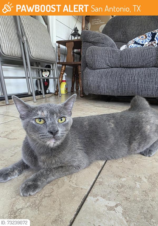 Found/Stray Female Cat last seen Silverbrook place, San Antonio, TX 78254