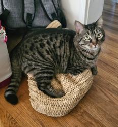 Reunited Female Cat last seen Hartland and Noble/Kester, Los Angeles, CA 91405