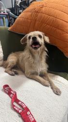 Found/Stray Female Dog last seen Palos verdes drive north, Rolling Hills Estates, CA 90274