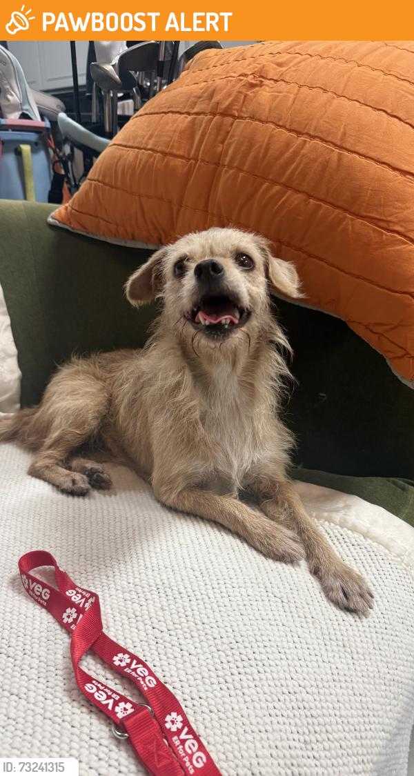 Found/Stray Female Dog last seen Palos verdes drive north, Rolling Hills Estates, CA 90274