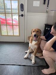 Found/Stray Female Dog last seen By the horse barns, Anderson, IN 46012
