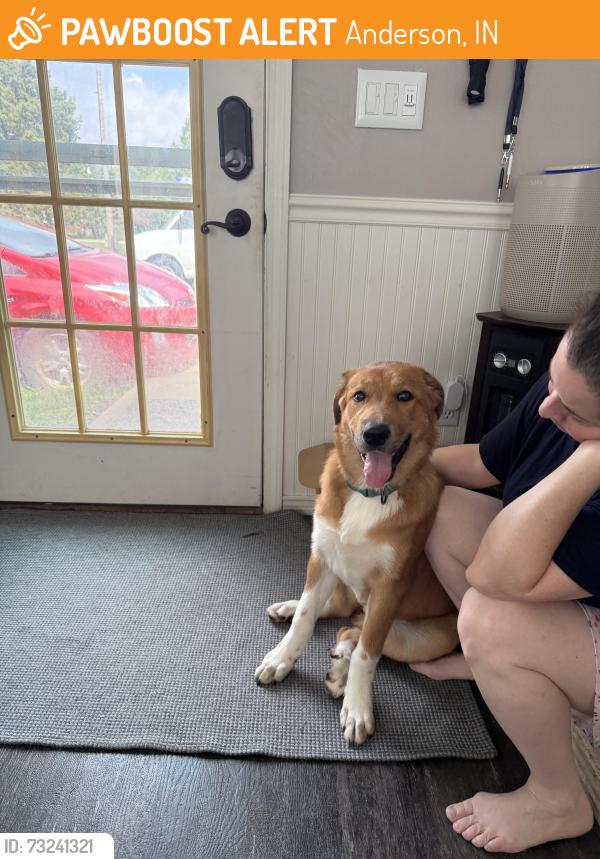 Found/Stray Female Dog last seen By the horse barns, Anderson, IN 46012