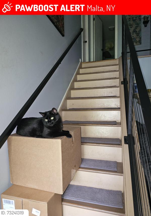 Lost Male Cat last seen Thimbleberry Road, Luther's Forest, Malta, NY 12020