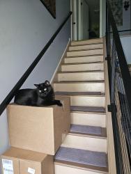 Lost Male Cat last seen Thimbleberry Road, Luther's Forest, Malta, NY 12020