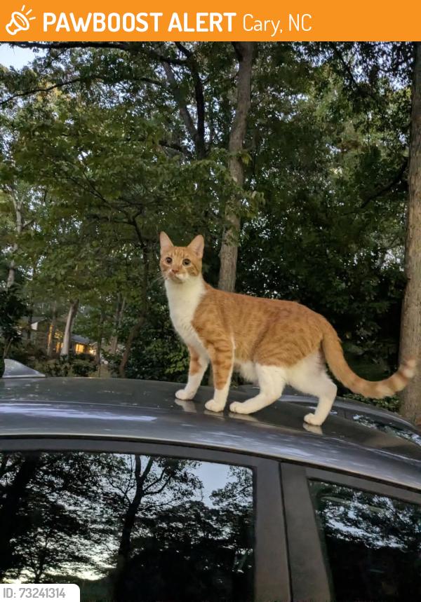 Found/Stray Male Cat last seen Kildaire farm Rd and Dabney Rd, Cary, NC 27511