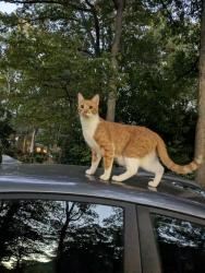Found/Stray Male Cat last seen Kildaire farm Rd and Dabney Rd, Cary, NC 27511