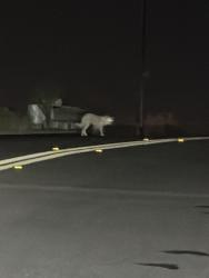Found/Stray Unknown Dog last seen Del Norte close to SB 101, Oxnard, CA 93030