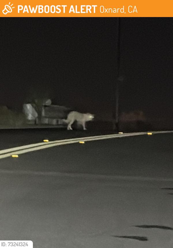 Found/Stray Unknown Dog last seen Del Norte close to SB 101, Oxnard, CA 93030
