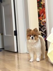 Reunited Male Dog last seen Near honeycutt rd, raleigh, NC 27614, Raleigh, NC 27614