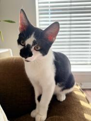Reunited Male Cat last seen The station at MacArthur, Irving, TX 75038