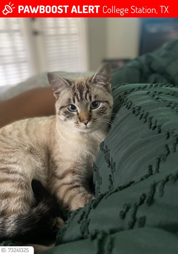 Lost Male Cat last seen Tucker Nuck, College Station, TX, College Station, TX 77845