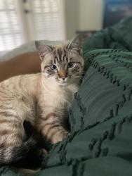 Lost Male Cat last seen Tucker Nuck, College Station, TX, College Station, TX 77845