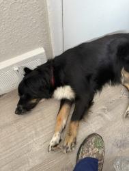 Reunited Female Dog last seen Brace and West Chicago 48228, Detroit, MI 48228