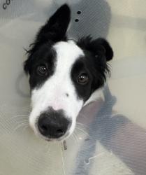Shelter Stray Male Dog last seen MISSION AND NURSERY, 1950 Stevenson Blvd, Fremont, CA 94538, USA