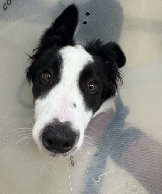 Shelter Stray Male Dog last seen MISSION AND NURSERY, 1950 Stevenson Blvd, Fremont, CA 94538, USA