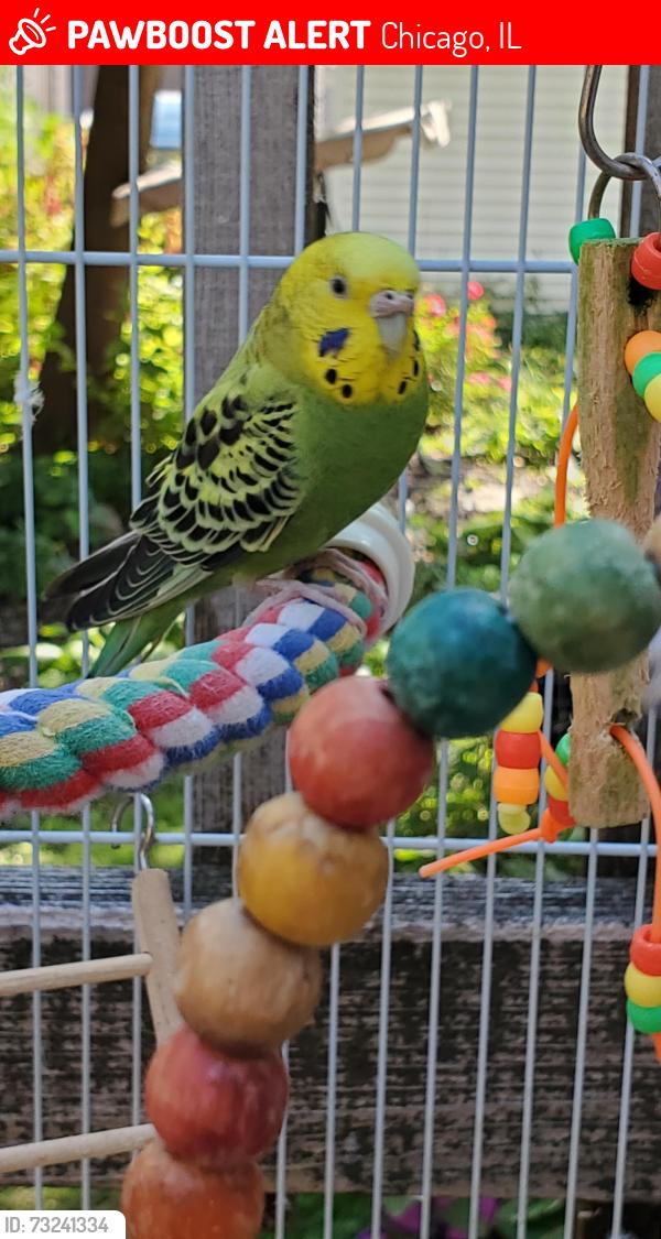 Lost Female Bird last seen Lunt, California, Chicago, Chicago, IL 60645