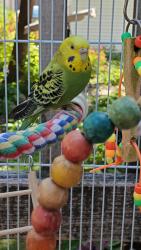 Lost Female Bird last seen Lunt, California, Chicago, Chicago, IL 60645