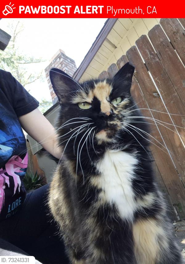 Lost Female Cat last seen Highway 16 and ca-124, Plymouth, CA 95669