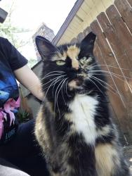 Lost Female Cat last seen Highway 16 and ca-124, Plymouth, CA 95669