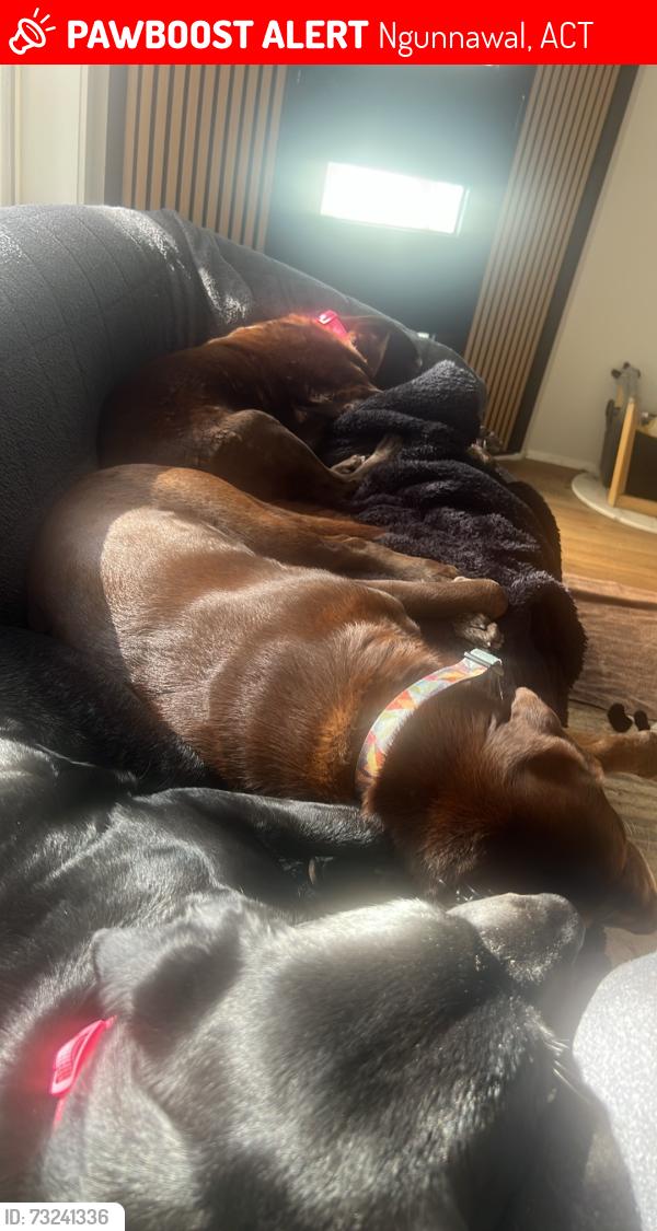 Lost Female Dog last seen Newlop street ngunnawal, Ngunnawal, ACT 2913