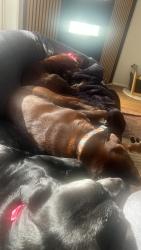Lost Female Dog last seen Newlop street ngunnawal, Ngunnawal, ACT 2913