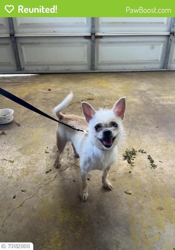 Reunited Female Dog last seen Glen oaks blvd, Dallas, TX 75232