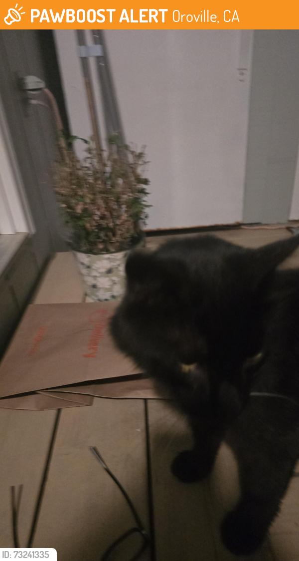 Found/Stray Unknown Cat last seen lodgeview, Oroville, CA 95966