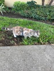 Reunited Female Cat last seen Near W 28th St, San Pedro, CA 90731, USA, Los Angeles, CA 90731