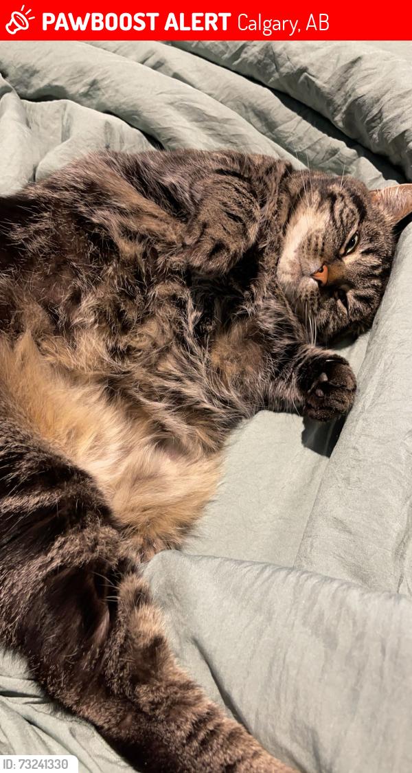 Lost Female Cat last seen Near avenue sw, Calgary, AB 