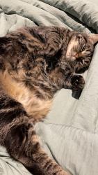 Lost Female Cat last seen Near avenue sw, Calgary, AB 